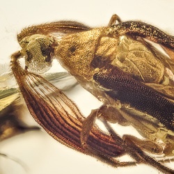 dominican_amber_fossil_inclusion_coleoptera_ripiphoridae