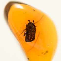 dominican_amber_fossil_inclusion_soft_tick_argasidae_ornithodorinae_ornithodoros_antiquus