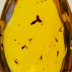 flower_fossil_dominican_amber