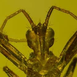 hemiptera_fossil_inclusion_amber_dominican