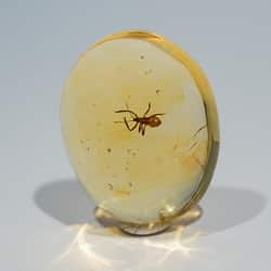 hemiptera_on_clear_amber_piece