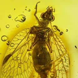 heteroptera_hemerobiidae_fossil_inclusion_amber_dominican_2142964727