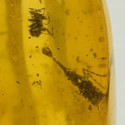 homoptera_dictyopharidae_fossil_dominican_amber