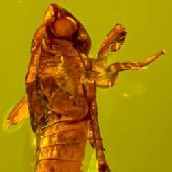 homoptera_nymph_on_clear_amber_piece