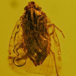 homoptera_planthopper_1461826432