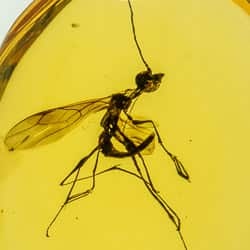 hymenoptera_dryinidae