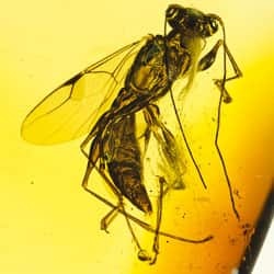 hymenoptera_dryinidae_on_clear_amber_piece_1879560704