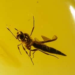 hymenoptera_parasitic_wasp