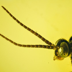 hymenoptera_pompilidae