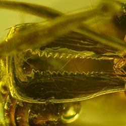 hymenoptera_ponerinae_anochetus