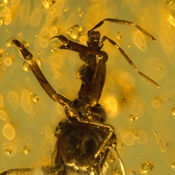 inclusion_on_dominican_amber_predaceous_hemiptera_enicocephalidae