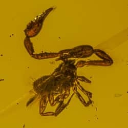 large_pseudoscorpion_on_dominican_amber