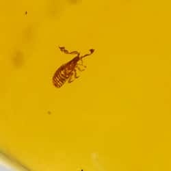 live_like_pseudoscorpion