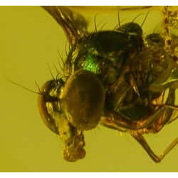 mouth_sucking_diptera_1258451284