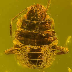 pentatomidae_nymph_of_stink_bug