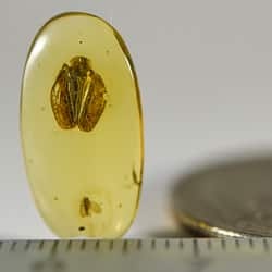 psyllidae_and_homoptera_on_clear_amber_piece