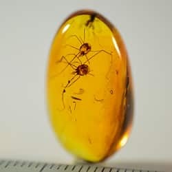 rare_opiliones