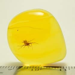 spider_on_clear_amber_piece_1515985761