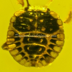 stink_bug_hemiptera_pentatomidae_inclusion_fossil_on_dominican_amber