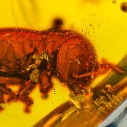 termite_inclusion_dominican_amber