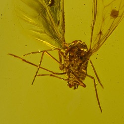 v1069_homoptera_auchenorrhyncha_fulgoroidea_derbidae