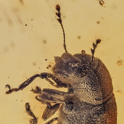 v1392_coleoptera_chrysomelidae