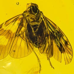 v1507_homoptera_planthopper