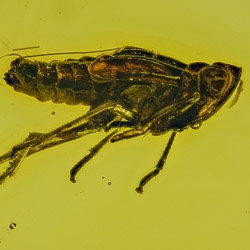 v1515_homoptera_auchenorrhyncha_cicadellidae_leafhopper