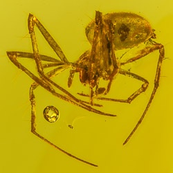 v1559_arachnida_hymenoptera