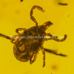 v1658_dominican_amber_fossil_ixodidae_hard_tick-2