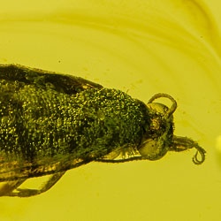 v1742_caddisfly_trichoptera