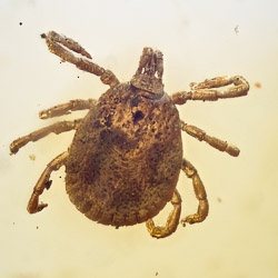 v1762_arachnida_acarina_ixodidae_-_hard_tick