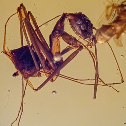 v1857_hymenoptera_leptomyrmex_spider