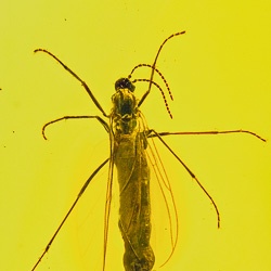 v1895_dark-winged_fungus_gnat_diptera_nematocera_sciaridae