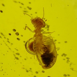 v1909_termite_enhydro