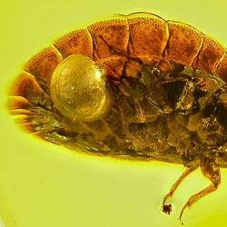 v1982_termitaphididae