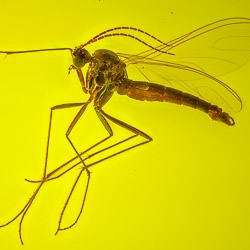 v1996_diptera