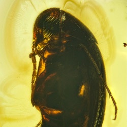 v2024_coleoptera_mordellidae