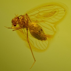 v2028_psocoptera