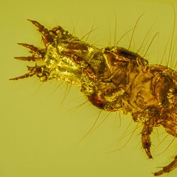 v2029_larva