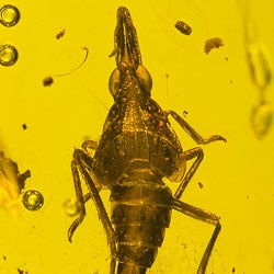 v2033_homoptera_fulgoridae