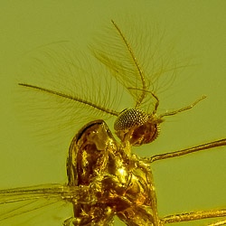 v2034_diptera_chironomidae_male