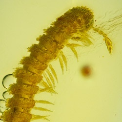 v2042_millipede