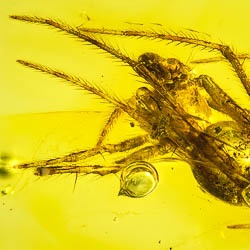 v2052_arachnidae_arenae-250-2_732933430