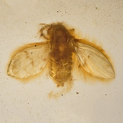 v2072_diptera_nematocera_psychodidae_psychodinae_-_moth_fly_714460105