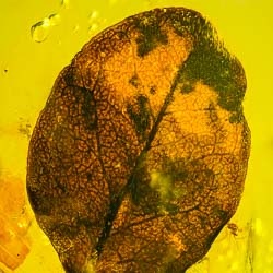 v2075_leaf_fossil_inclusion_in_dominican_amber