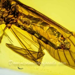 A02 39 Megaloptera Sialidae Dobsonfly 3