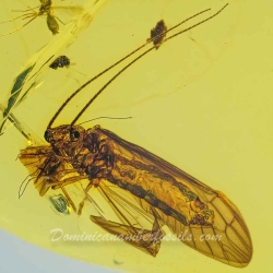 A02 39 Megaloptera Sialidae Dobsonfly 6