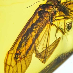 A02 39 Megaloptera Sialidae Dobsonfly 8