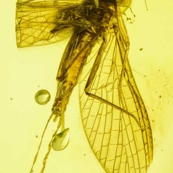 A02 41 Ephemeroptera With Extra Long Tail 5